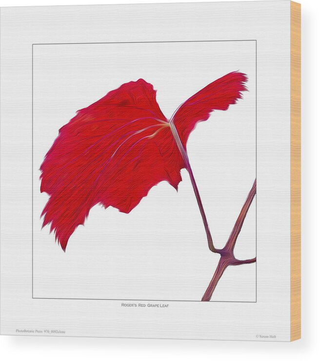 Leaves Wood Print featuring the photograph Roger's Red Grape Leaf by Saxon Holt