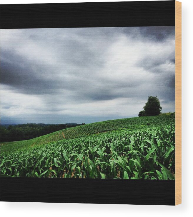 Green Wood Print featuring the photograph Rolling Corn Field After Storm by Angela Rath