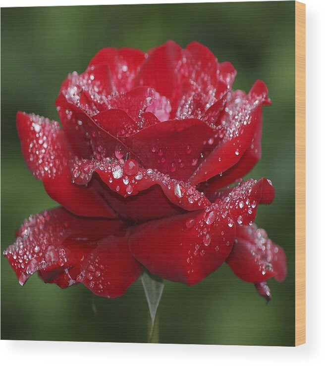 Abundance Wood Print featuring the photograph Rose 9 by Ingrid Smith-Johnsen