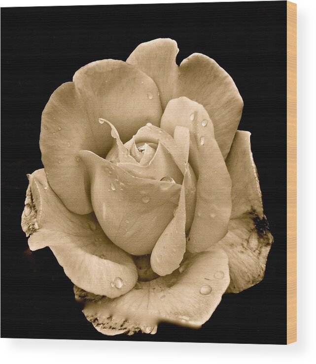 Rose Wood Print featuring the photograph Rose II by Kim Pippinger