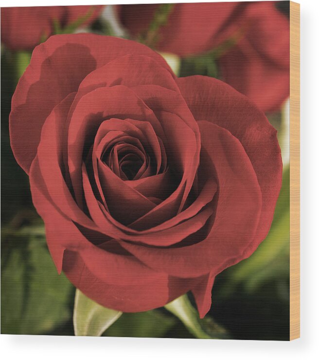 Rose Wood Print featuring the photograph Rose by Photographic Arts And Design Studio