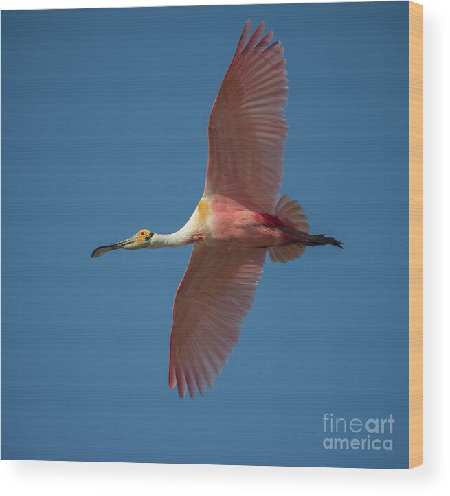 Texas Wood Print featuring the photograph Roseate Spoonbill in Flight by Richard Mason