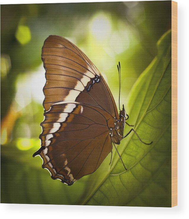 Florida Wood Print featuring the photograph Rusty Tip Butterfly by Bradley R Youngberg