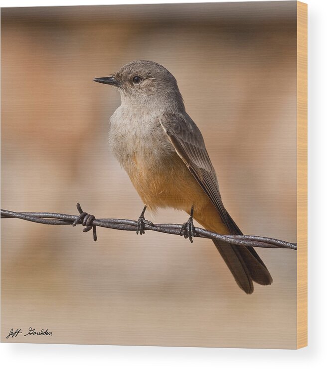 Animal Wood Print featuring the photograph Say's Phoebe on a Barbed Wire by Jeff Goulden