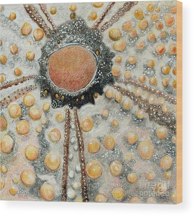 Shells Wood Print featuring the drawing Sea Urchin by Glenda Zuckerman