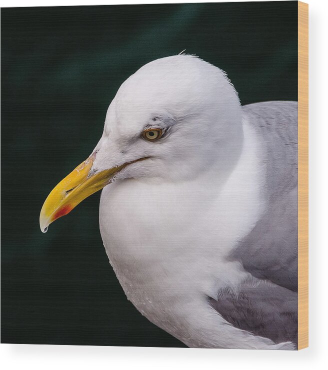Seagull Wood Print featuring the photograph Seagull by Jennifer Kano
