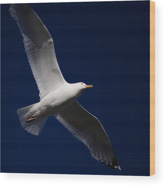 Seagull Wood Print featuring the photograph Seagull Underglow by Kirkodd Photography Of New England
