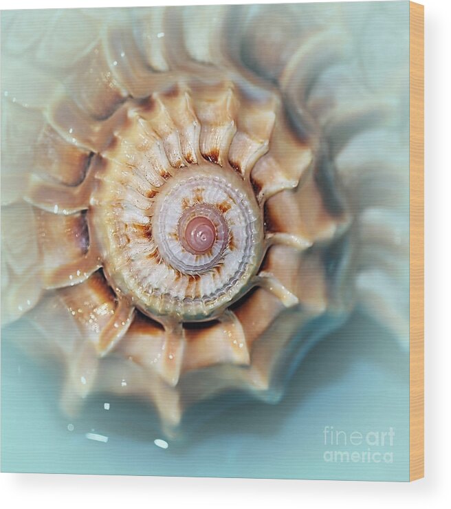 Seashell Wall Art 13 Wood Print featuring the photograph Seashell Wall Art 13 - Spiral of Harpa Ventricosa by Kaye Menner