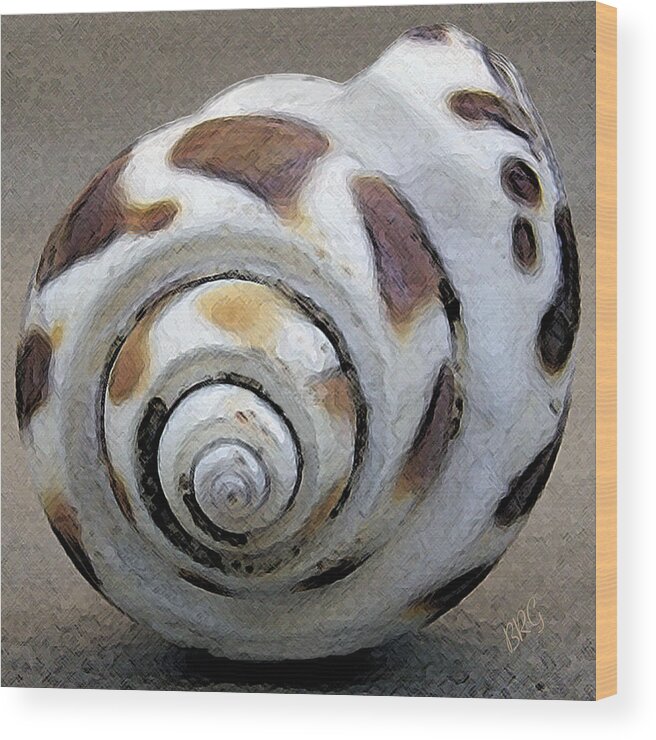 Seashell Wood Print featuring the photograph Seashells Spectacular No 2 by Ben and Raisa Gertsberg