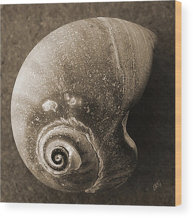 Seashell Wood Print featuring the photograph Seashells Spectacular No 31 by Ben and Raisa Gertsberg