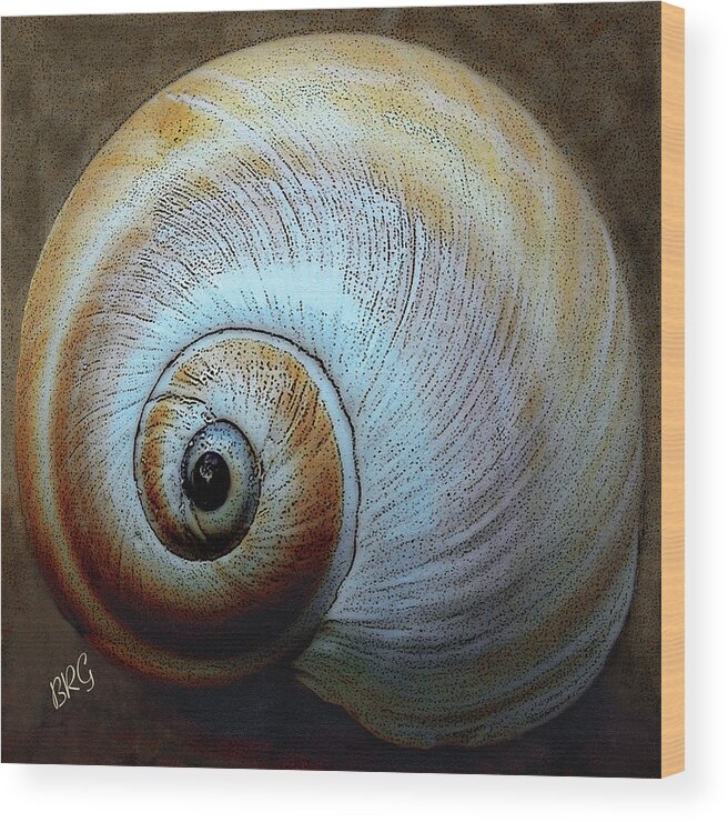 Seashell Wood Print featuring the photograph Seashells Spectacular No 36 by Ben and Raisa Gertsberg