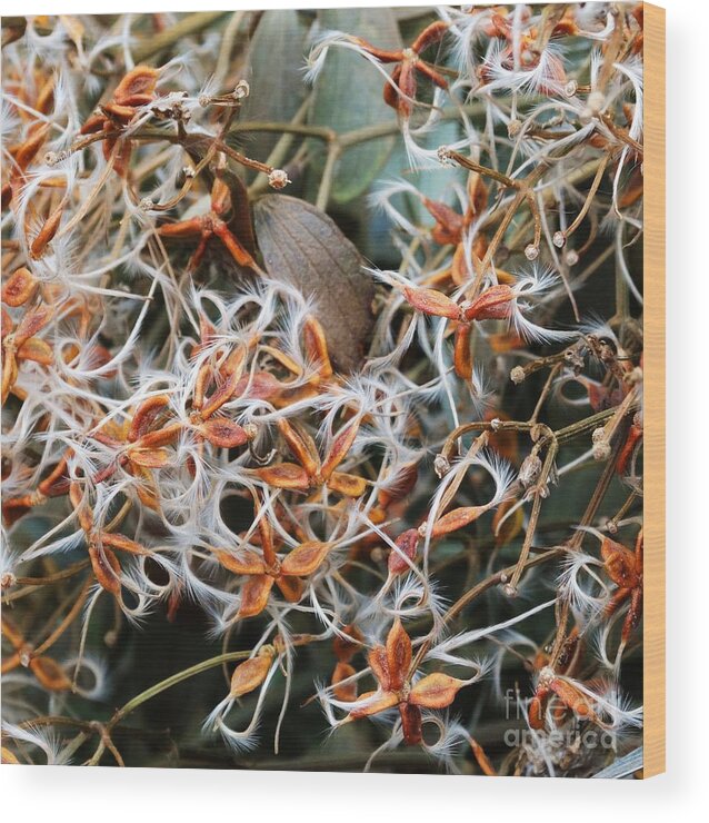 Winter Photography Wood Print featuring the photograph Seed Pods of Silver Lace by J L Zarek