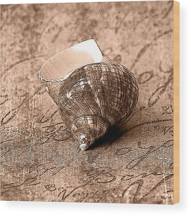 Gastropoda Wood Print featuring the photograph Sepia Seashell by Karen Stephenson