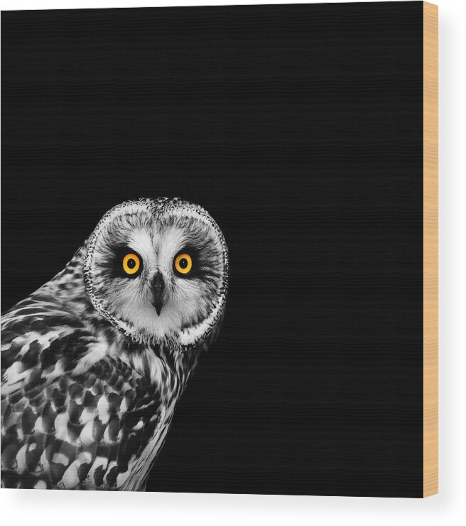 Short Eared Owl Wood Print featuring the photograph Short-Eared Owl by Mark Rogan