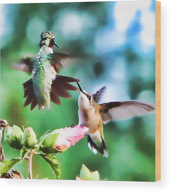Hummingbird Wood Print featuring the photograph Showing off by John Freidenberg