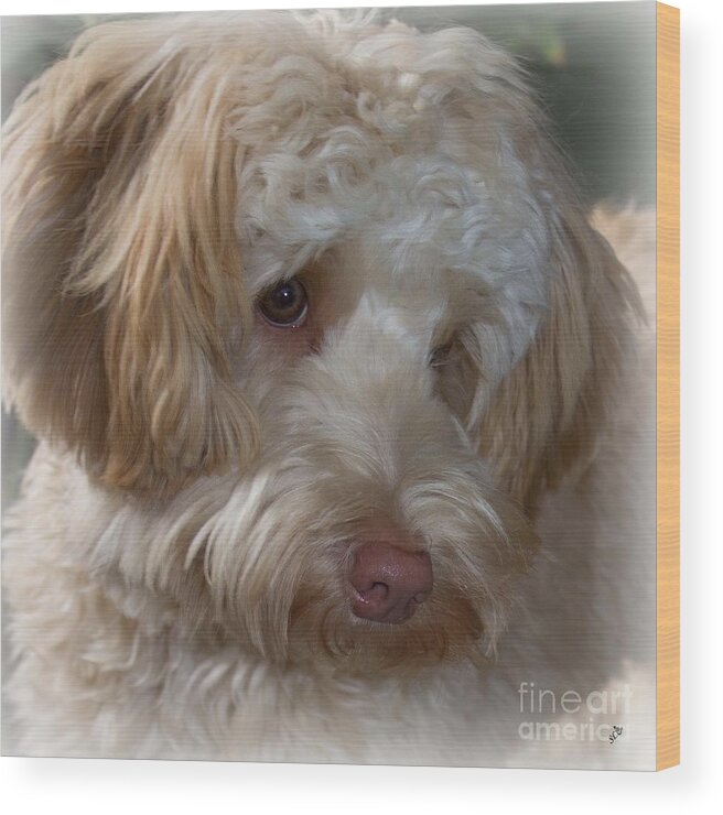Pet Wood Print featuring the photograph Shy Doodle by Sandra Clark