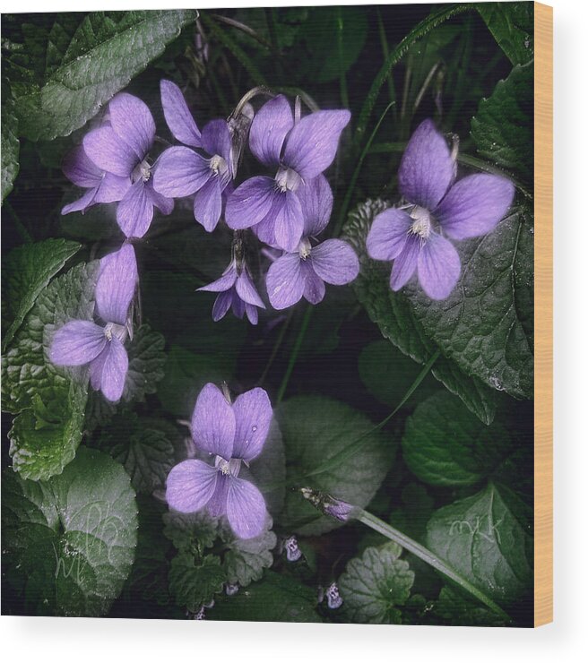Violet Wood Print featuring the photograph Shy Violets by Louise Kumpf