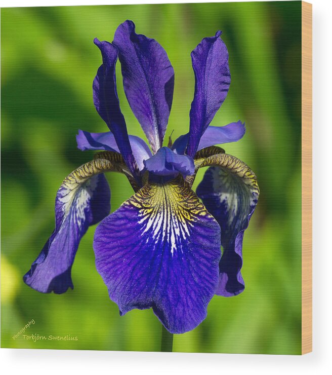 Siberian Iris Wood Print featuring the photograph Siberian Iris by Torbjorn Swenelius
