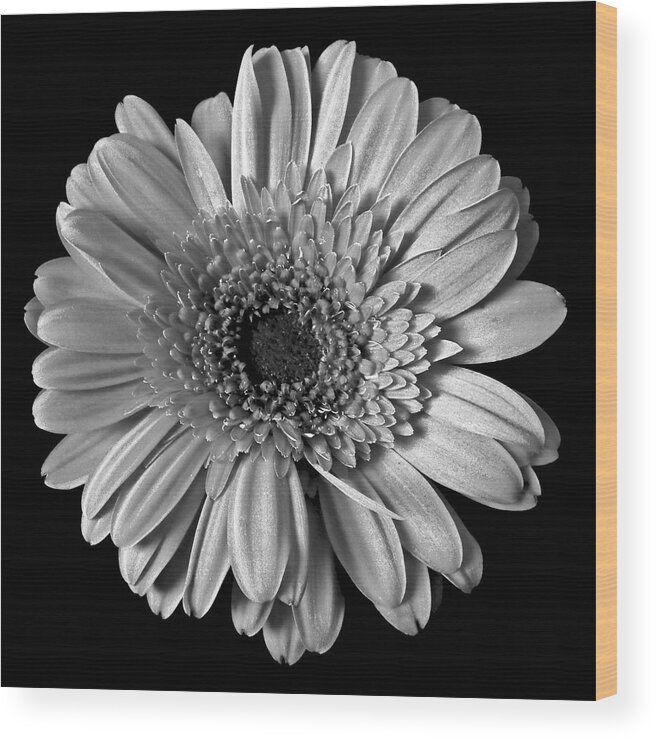 Flowers Wood Print featuring the photograph Silver Gerbera Still Life Flower Art Print by Lily Malor