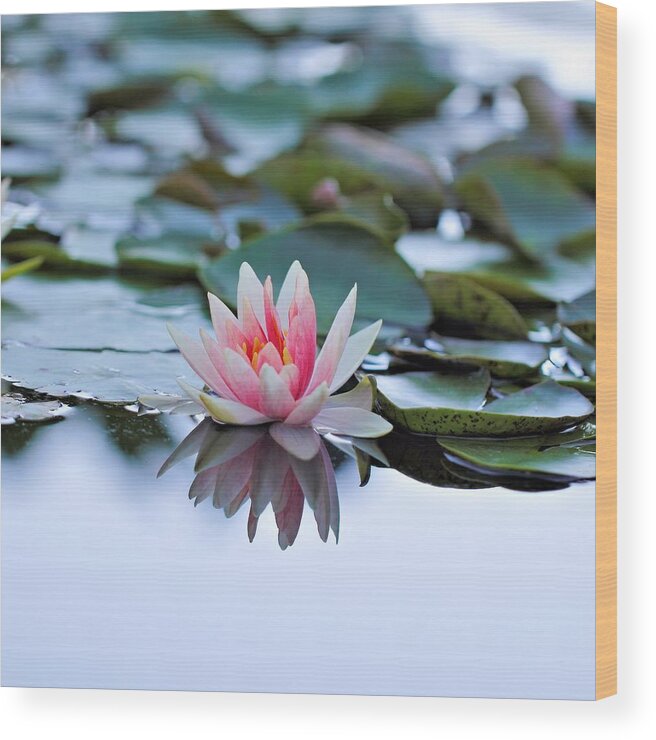Waterlily Wood Print featuring the photograph Silvery by Katherine White