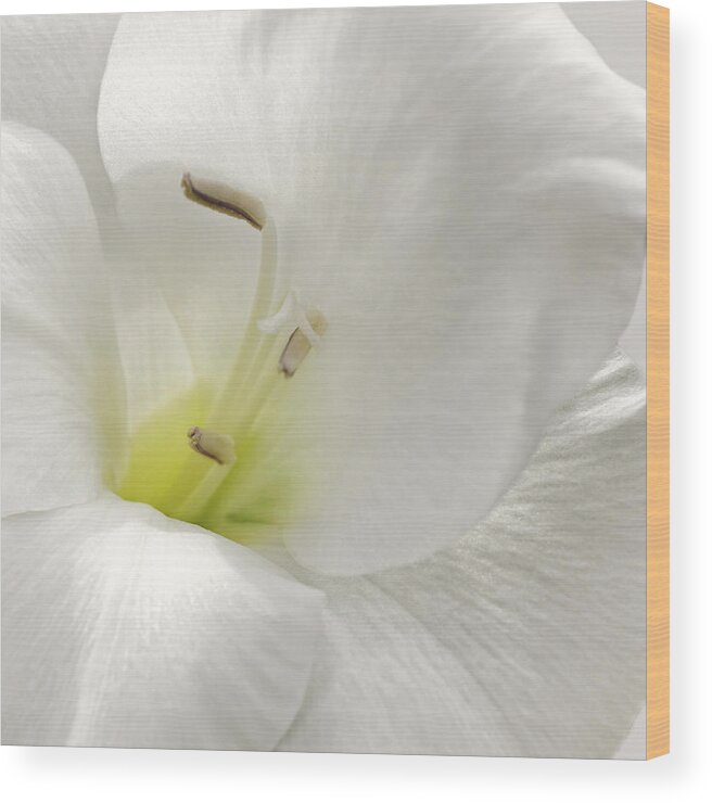 Floral Wood Print featuring the photograph Simplicity by Darlene Kwiatkowski