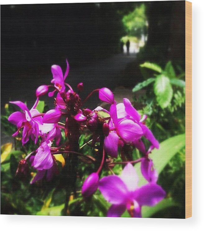 Beautiful Wood Print featuring the photograph Singapore Orchids #flowers #flower by Andrew Mowat