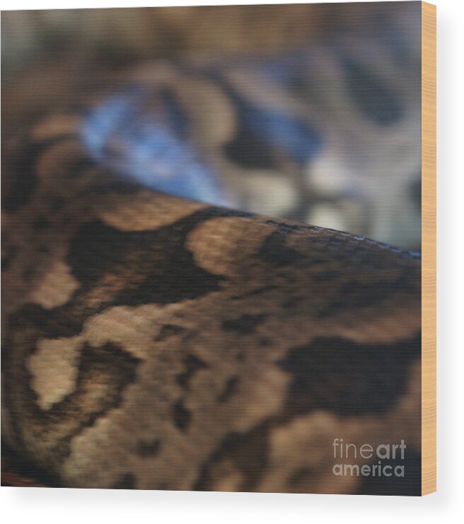Snake Wood Print featuring the photograph Sinti Hilha - 2 by Linda Shafer