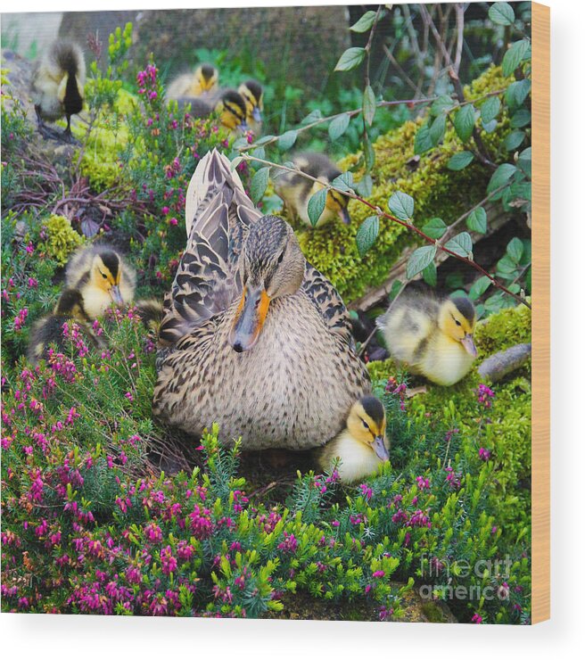 Duck Wood Print featuring the photograph Sitting Pretty by Jasna Buncic