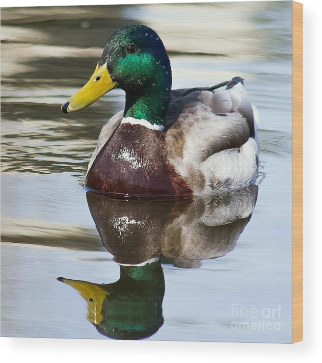 Duck Wood Print featuring the photograph Sitting Pretty by Nikki Vig