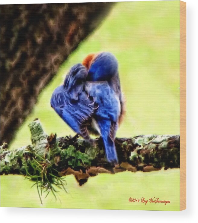 Bluebird Wood Print featuring the photograph Sleepy Bluebird by Lucy VanSwearingen