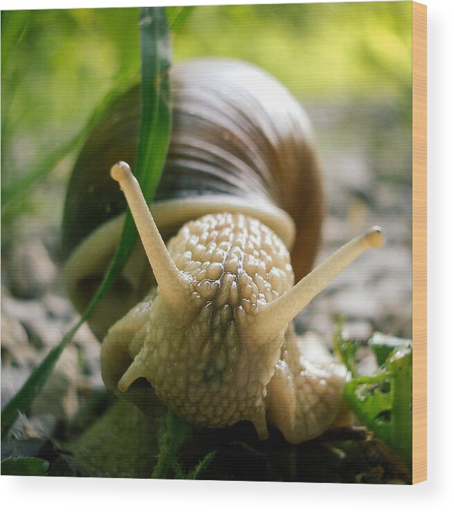 Snail Wood Print featuring the photograph Snail closeup by Matthias Hauser
