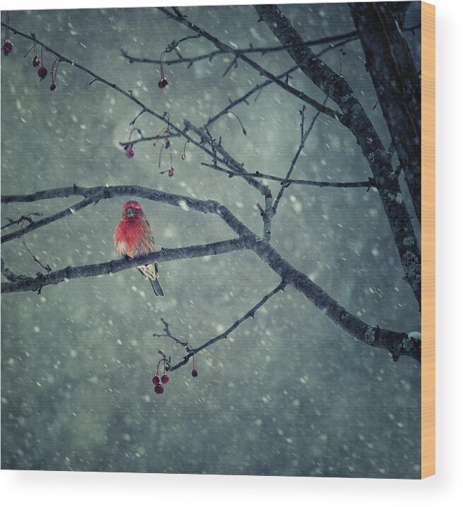 Red Wood Print featuring the photograph Snowing by Yu Cheng