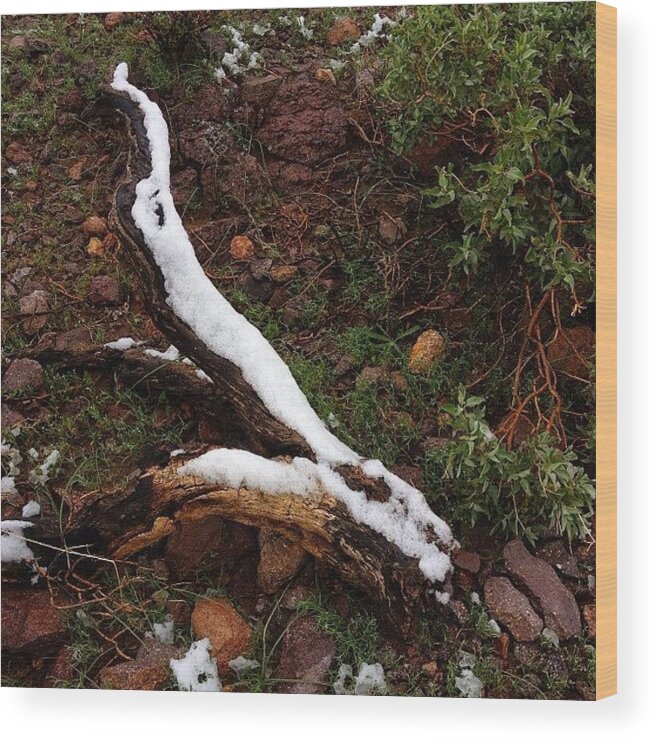 Arizona Wood Print featuring the photograph Snowy Log In The Desert by Ryan Hoffman