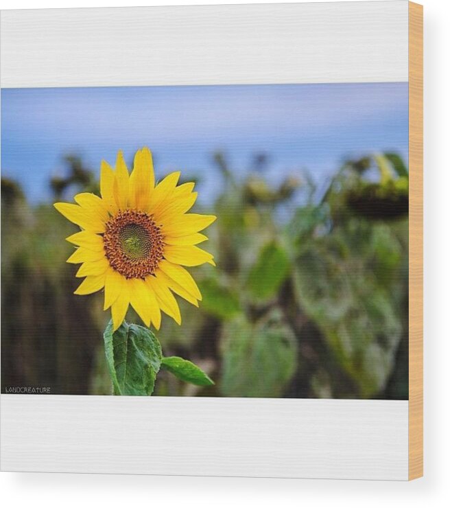 Atmospherewisdom Wood Print featuring the photograph So I Only Took One Sunflower Photo The by Jamie Koppen