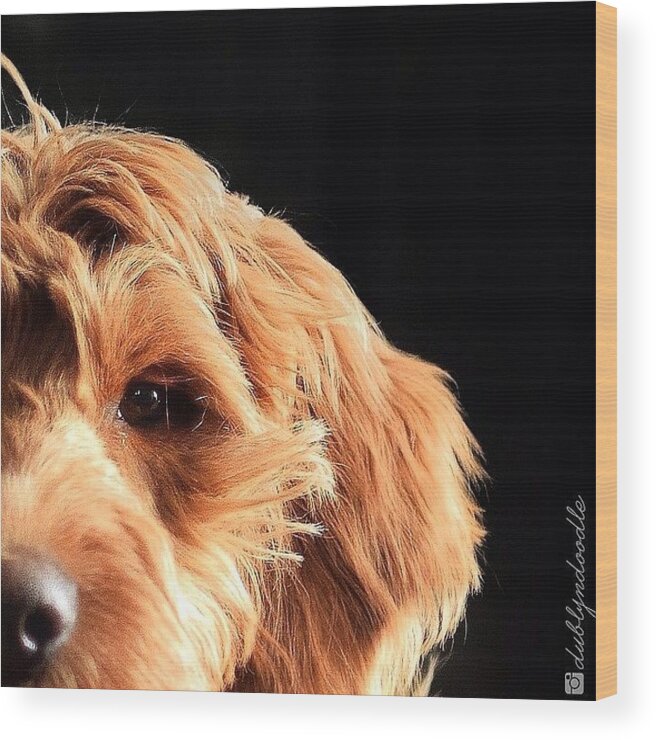 Gotd_407 Wood Print featuring the photograph So Serious. 
#thequaterpetfaceseries by Dublyn Slobodnik