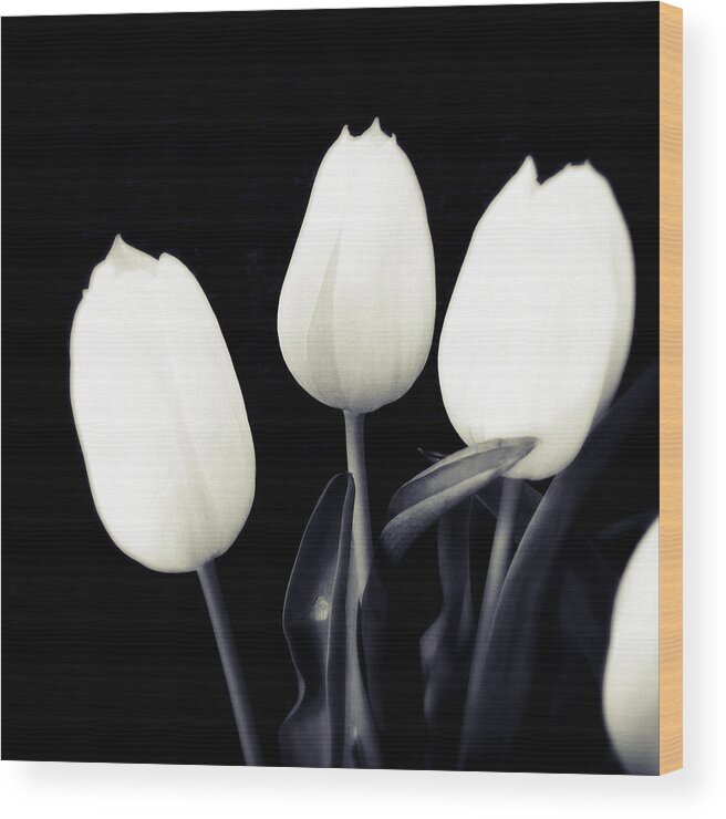 Tulips Wood Print featuring the photograph Soft and bright white tulips black background by Matthias Hauser