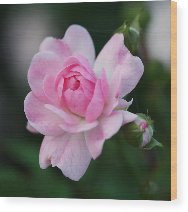 Rosebud Wood Print featuring the photograph Soft Pink Miniature Rose by Rona Black