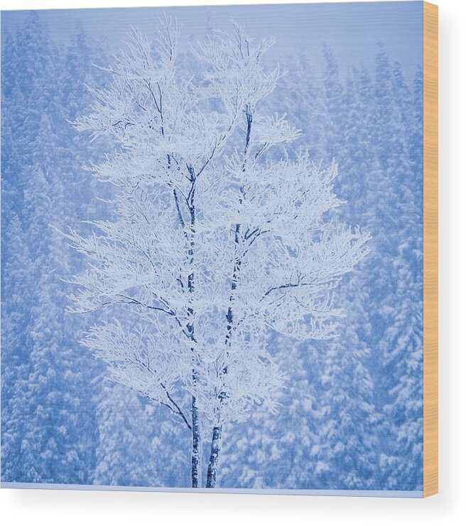 Scenics Wood Print featuring the photograph Song For Winter by Pray For Japan