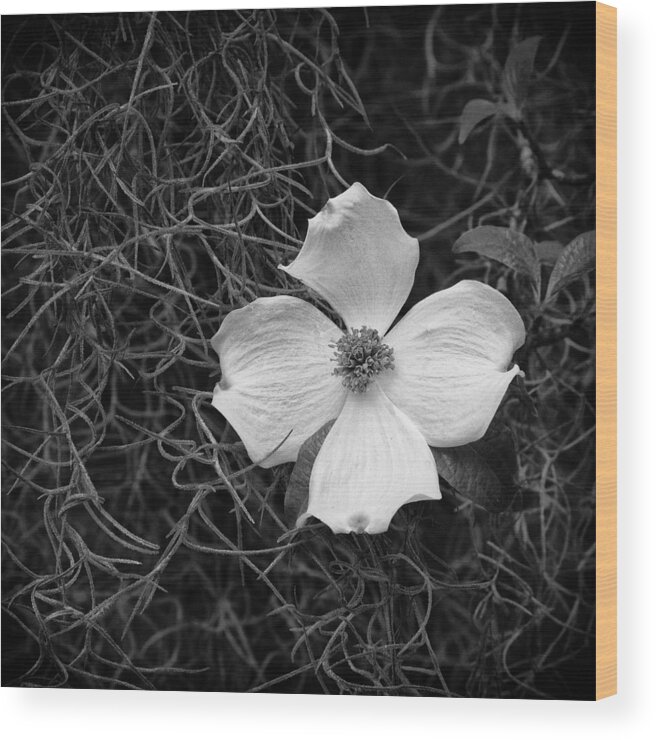 Dogwood Wood Print featuring the photograph Southern Dogwood by Carrie Cranwill