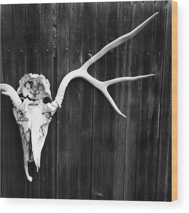 Animal Skull Wood Print featuring the photograph Southwest Americana by Amygdala imagery