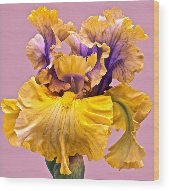 Iris Macro Wood Print featuring the photograph Spectacular Iris Close Up by Byron Varvarigos
