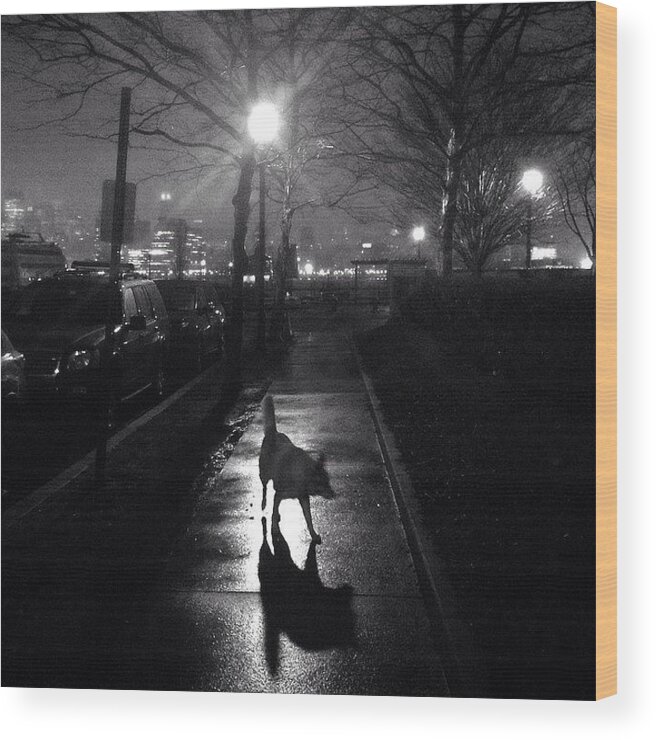  Wood Print featuring the photograph Spotted My First Night Fox. Thought by Justin DeRoche