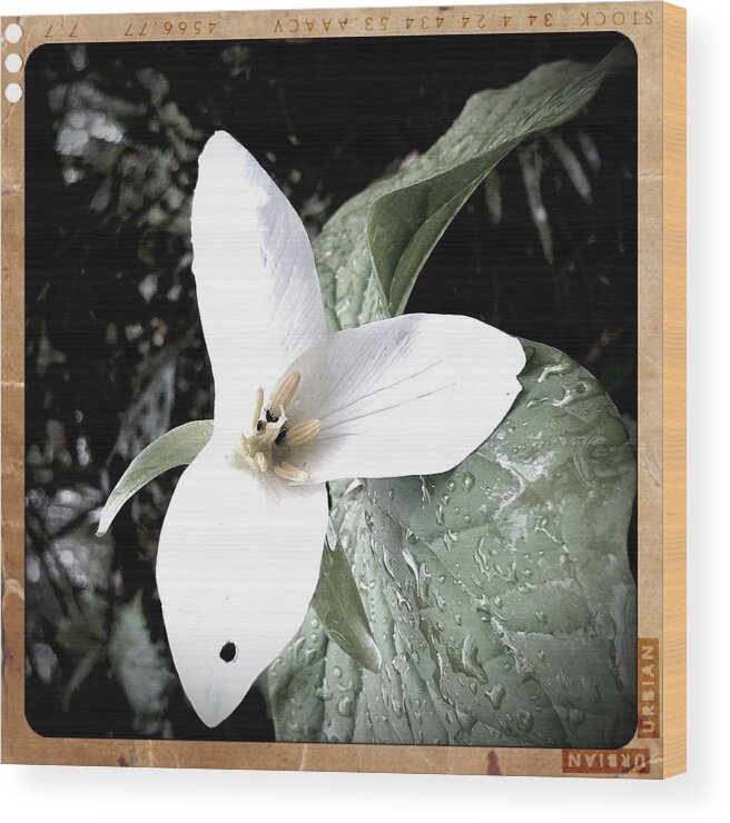 Flower Wood Print featuring the photograph Spring Blossom by Heather L Wright
