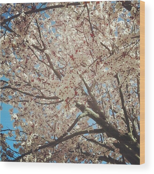Spring Wood Print featuring the photograph #spring #cherryblossom by Tommy Gunn