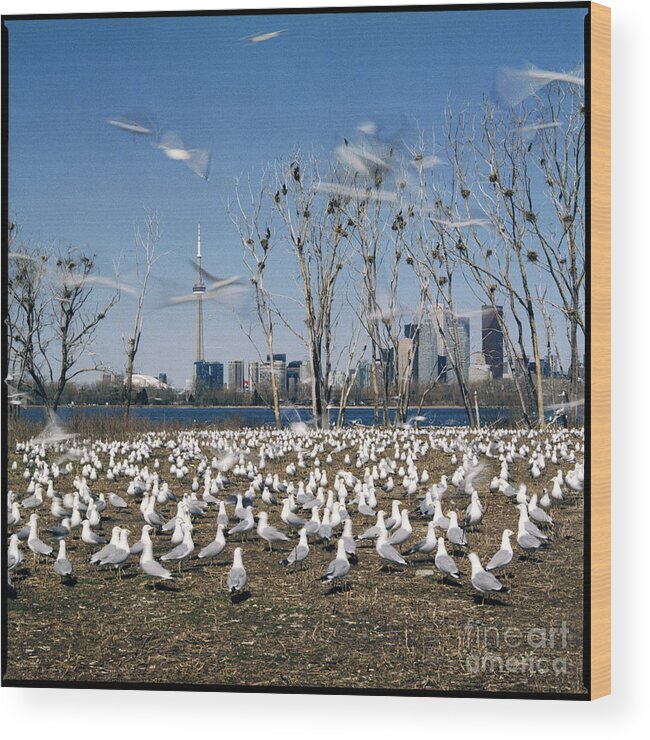 C020112 Wood Print featuring the photograph Spring Nesting by Ty Lee