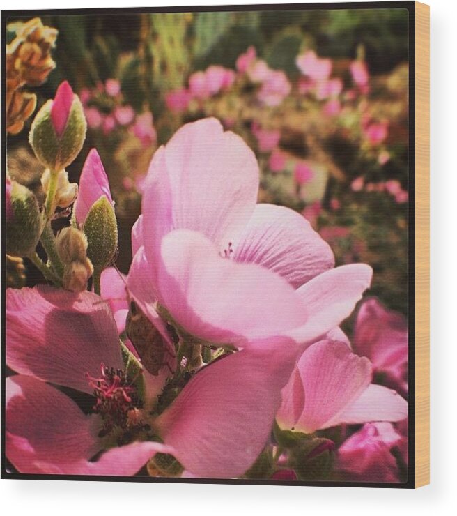 Perfect Wood Print featuring the photograph Spring, Sprung. #flower #flowers by Jenn Waite