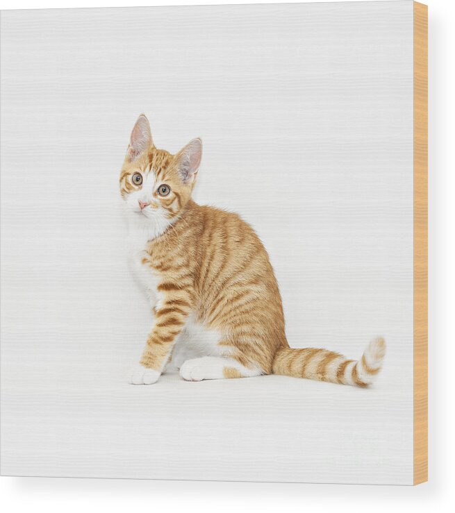Kitten Wood Print featuring the photograph Stripy red kitten sitting down by Sophie McAulay