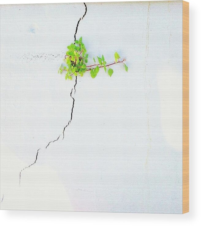 Simpleandpure Wood Print featuring the photograph Striving by Julie Gebhardt