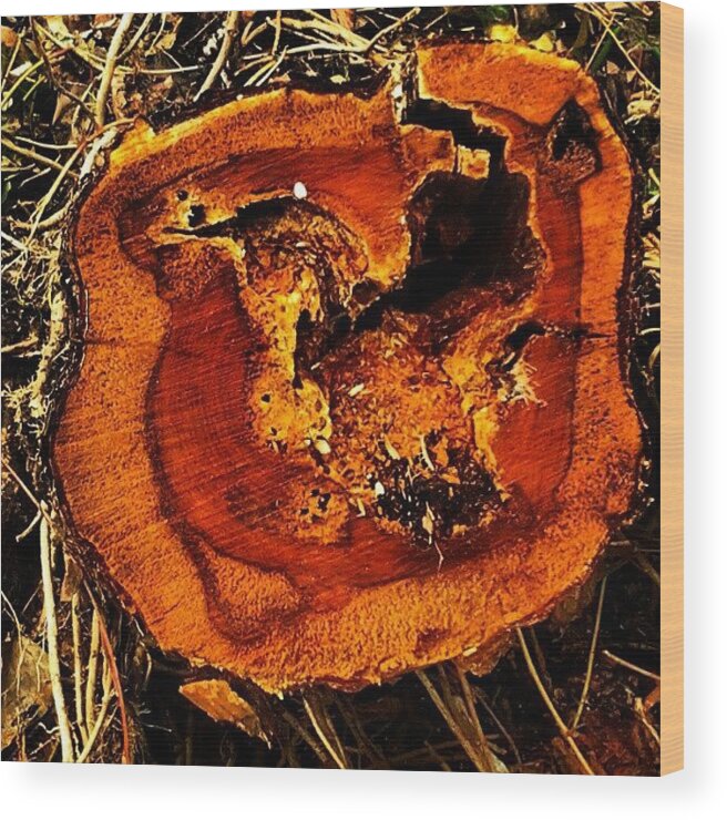Stump Wood Print featuring the photograph #stump #love #hearts #insect #damage by M R M