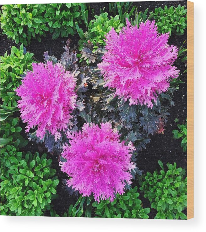 Pink Flowers Wood Print featuring the photograph Stunning in Pink by Kate Gibson Oswald